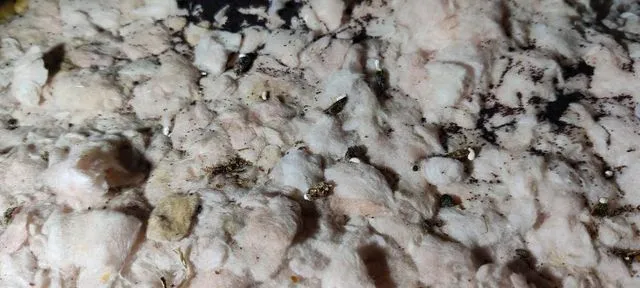 Understanding Mold - When Should You Be Concerned?